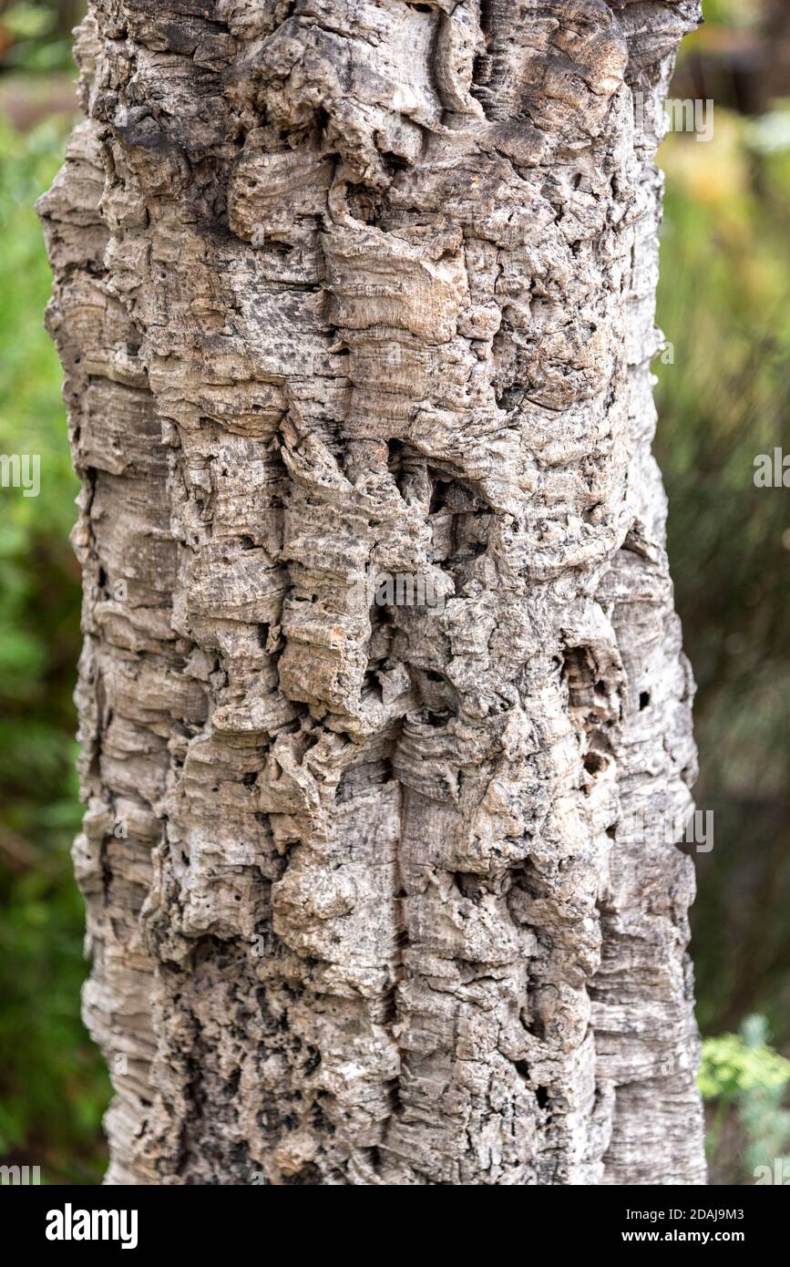 Corteccia di quercia di sughero, suber di Quercus Foto Stock