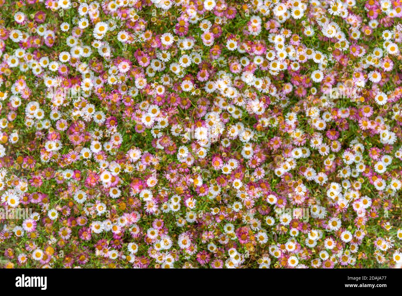 Erigeron karvinskianus "profusione", fiori a margherita rosa e bianchi - esposizione multipla Foto Stock