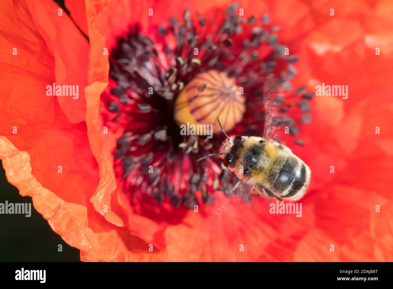 Gebänderte Pelzbiene, Streifen-Pelzbiene, Sommer-Pelzbiene, Sommerpelzbiene, Pelzbiene, Weibchen, Anthophora aestivalis, Anthophora intermedia, fiore Foto Stock