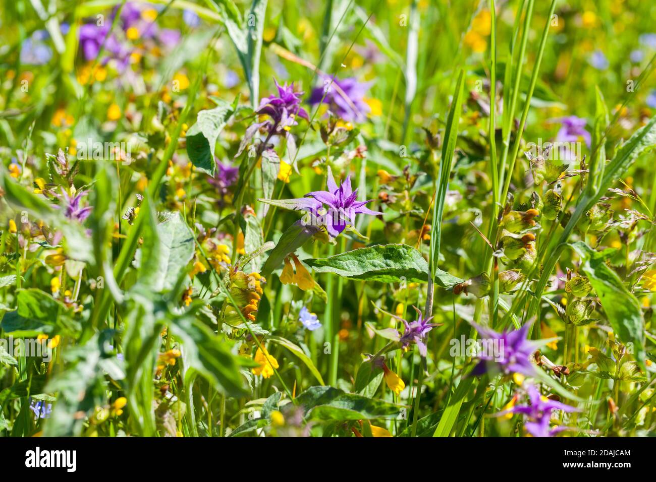 Fiori giallo e blu brillante Melampyrum nemorosum conosciuto come fioritura di notte e di giorno in estate soleggiato giorno. Primo piano con messa a fuoco selettiva Foto Stock