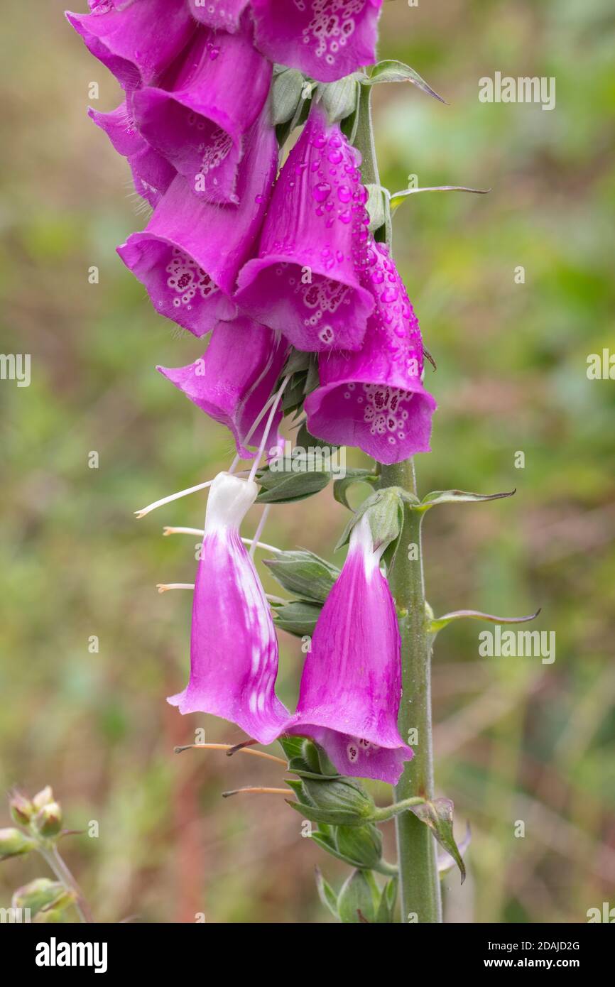Guanto di protezione (Digitalis purpurea). Primo piano di un unico stelo non ramificato, dopo una recente doccia di pioggia, con gocce d'acqua sulla superficie di ogni fiore. S Foto Stock