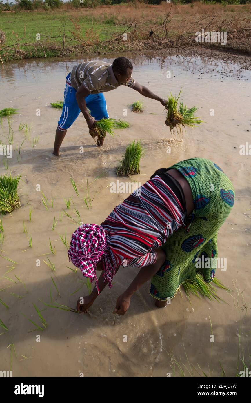 Selingue, Mali, 26 aprile 2015; Diola Coulibaly, 79 uomo dell'esercito in pensione, lavorando sulla sua trama di 0.04 ettari. La terra era un terreno giardino, ma l'ha cambiata per coltivare riso. Ha anche un ettaro di riso in un'altra parte di Selingue. Suo figlio Moussa Coulibaly, 19 anni, e sua moglie Mamou Coulibaly, 18 anni, lavorano con lui. Diola ha una pensione militare e i suoi figli fanno la maggior parte del lavoro. La famiglia condivide tutti i prodotti dell'agricoltura tra loro. Moussa lavora a tempo pieno sulla terra. Diola ha due mogli e 8 figli. Foto Stock