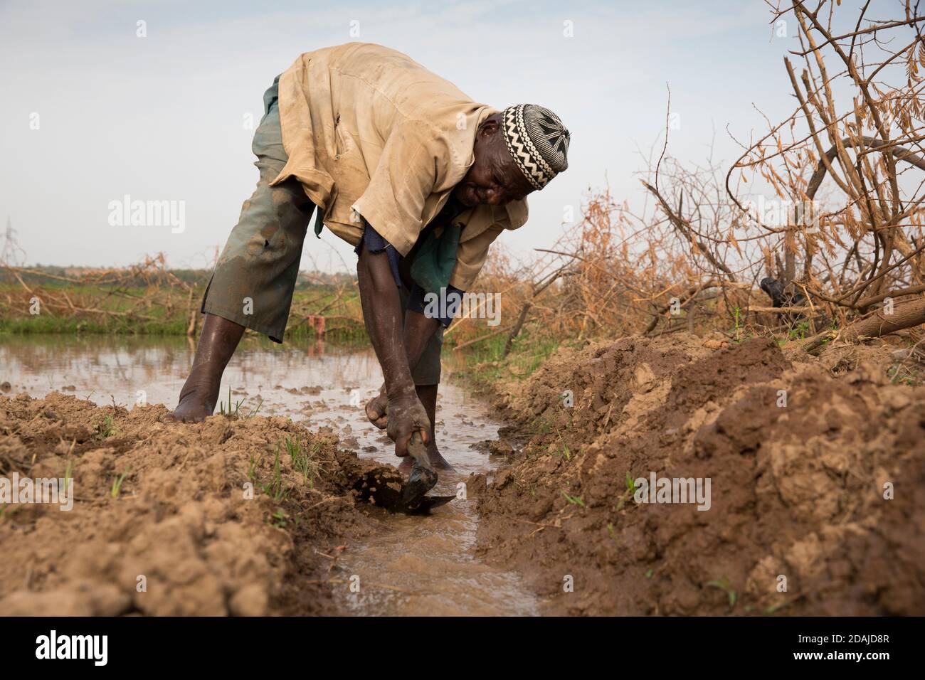 Selingue, Mali, 26 aprile 2015; Diola Coulibaly, 79 uomo dell'esercito in pensione, lavorando sulla sua trama di 0.04 ettari. La terra era un terreno giardino, ma l'ha cambiata per coltivare riso. Ha anche un ettaro di riso in un'altra parte di Selingue. Suo figlio Moussa Coulibaly, 19 anni, e sua moglie Mamou Coulibaly, 18 anni, lavorano con lui. Diola ha una pensione militare e i suoi figli fanno la maggior parte del lavoro. La famiglia condivide tutti i prodotti dell'agricoltura tra loro. Moussa lavora a tempo pieno sulla terra. Diola ha due mogli e 8 figli. Foto Stock