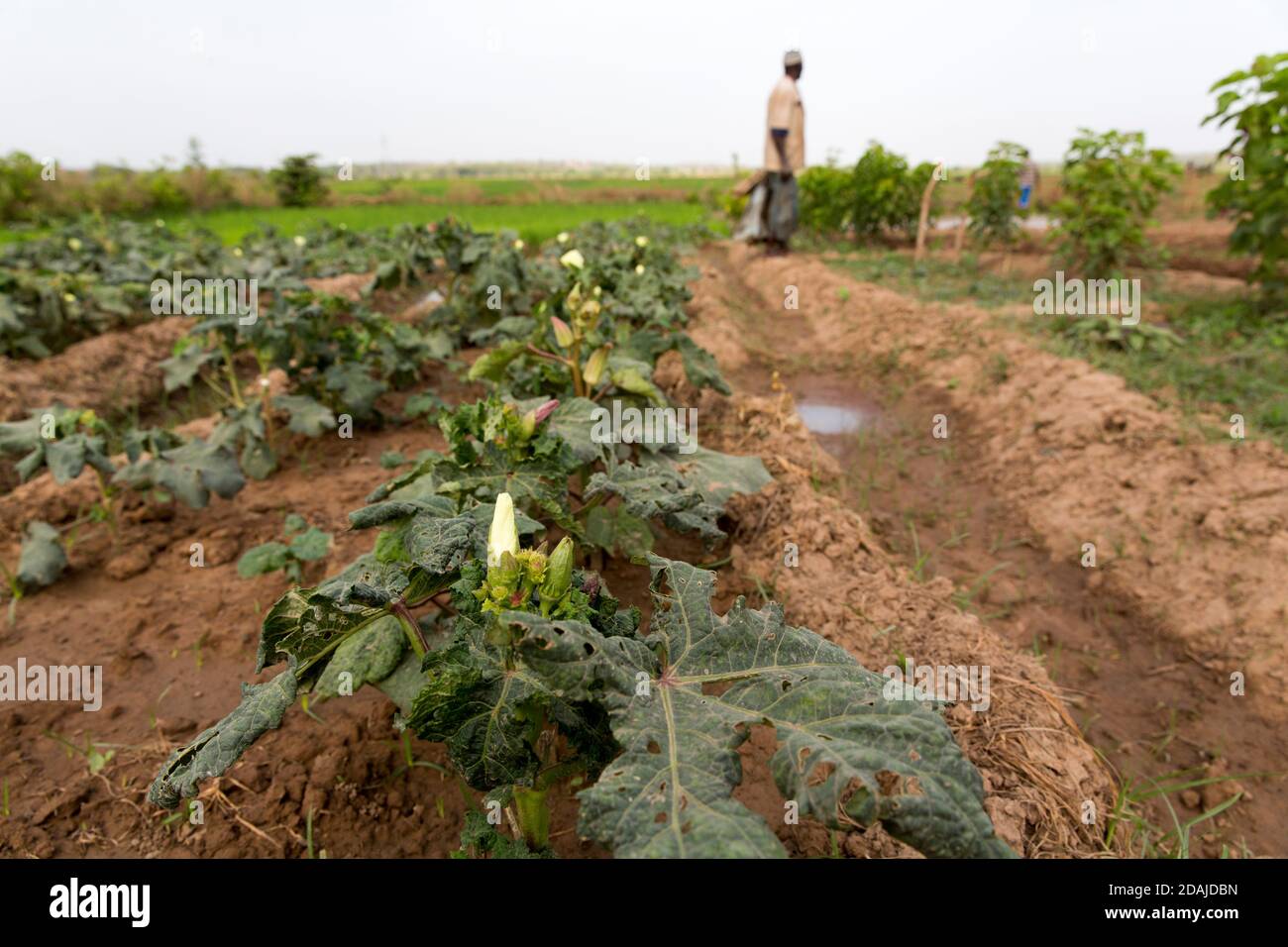 Selingue, Mali, 26 aprile 2015; Selingue, Mali, 26 aprile 2015; Diola Coulibaly, 79, uomo dell'esercito in pensione, lavorando sulla sua trama di 0.04 ettari. La terra era un terreno giardino, ma l'ha cambiata per coltivare riso. Ha anche un ettaro di riso in un'altra parte di Selingue. Suo figlio Moussa Coulibaly, 19 anni, e sua moglie Mamou Coulibaly, 18 anni, lavorano con lui. Diola cresce anche l'ocra. Foto Stock