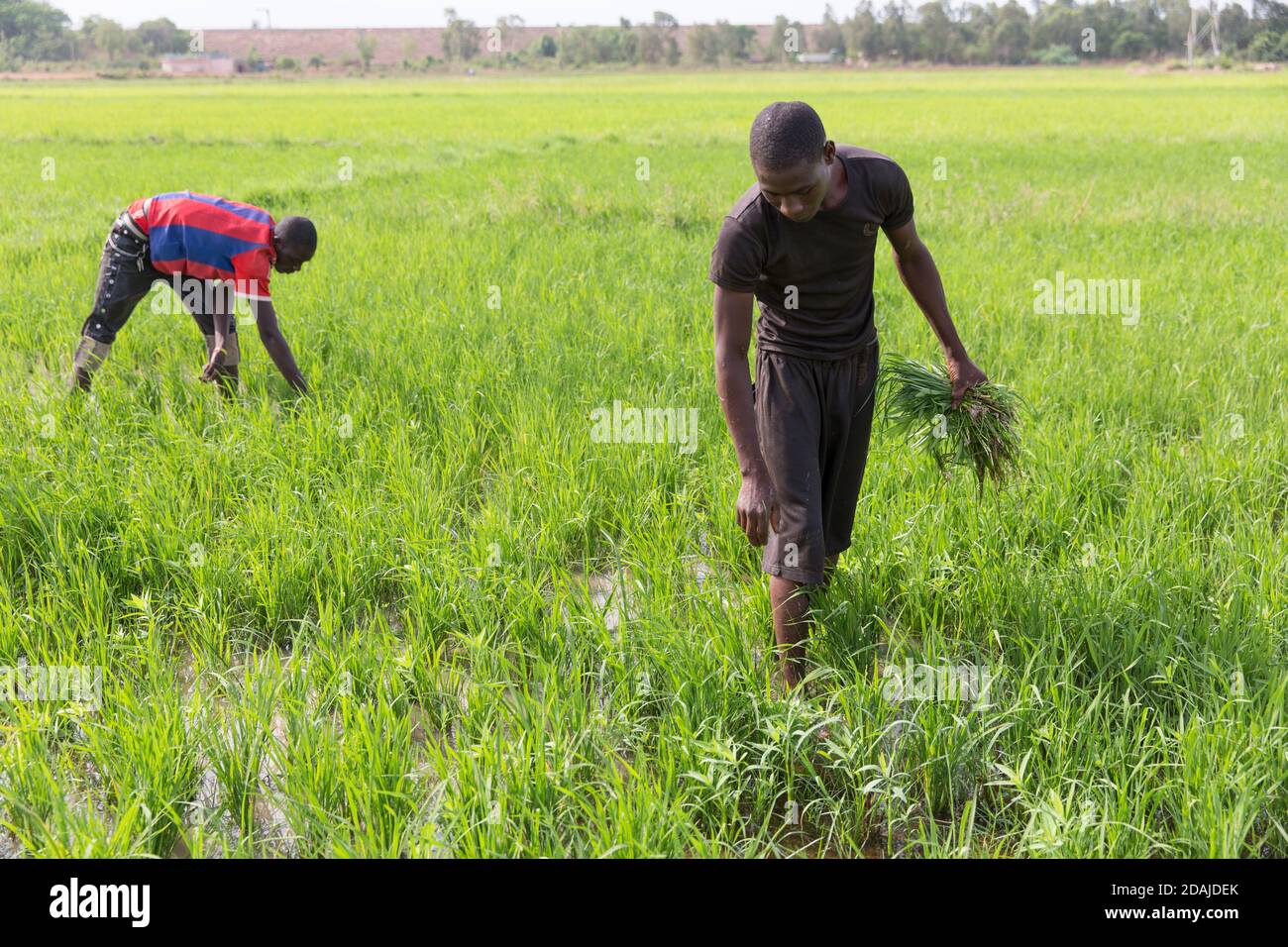 Selingue, Mali, 26 aprile 2015; Seydou Traore, 21 (T-shirt nera) Baissa Keita, 20, (camicia bianca e marrone) e Modibo Keita, 19. Il campo appartiene al padre e misura mezzo ettaro. Usano sia fertilizzanti organici che chimici, come la terra è povera. Il padre vorrebbe avere un po' di terreno nuovo, ma non può permetterselo. Pagano 35,000 CFA per stagione per l'acqua di irrigazione. Normalmente un ettaro di riso richiede 4 sacchi di NPK e 4 sacchi di fertilizzante Uree. Questo costa 100,000 CFA per ettaro. Da Selingue il coltivatore può ottenere di solito 5 a 6 tonnellate di riso per ettaro. Foto Stock