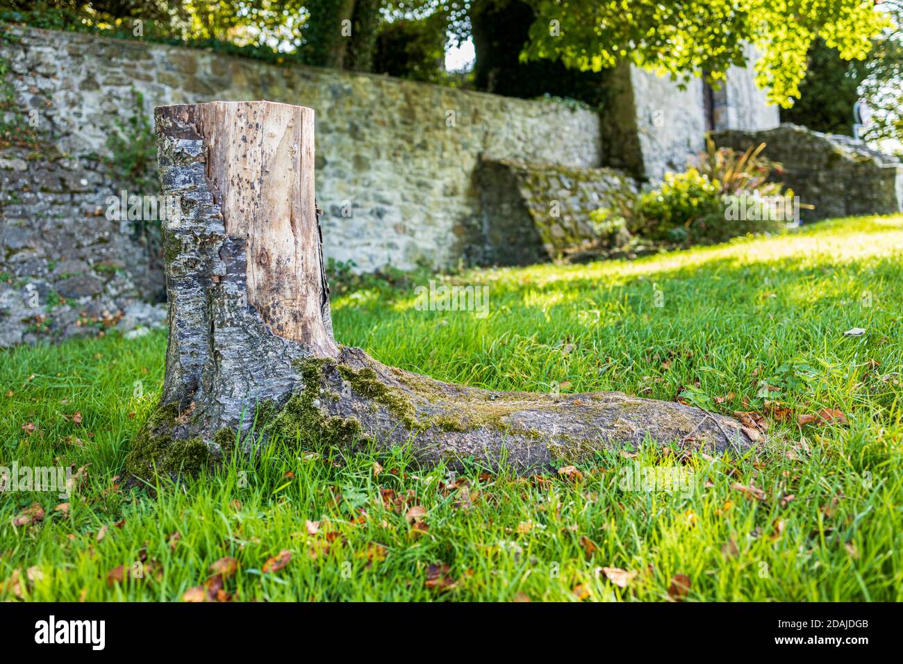 Tronco di albero a forma di un piede presso le rovine del Kells Priory di un monastero fortificato di Agustine nella contea di Kilkenny, Irlanda Foto Stock