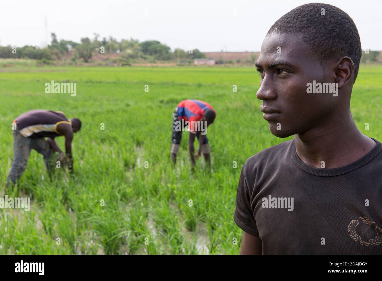 Selingue, Mali, 26 aprile 2015; Seydou Traore, 21 (T-shirt nera) Baissa Keita, 20, (camicia bianca e marrone) e Modibo Keita, 19. Il campo appartiene al padre e misura mezzo ettaro. Usano sia fertilizzanti organici che chimici, come la terra è povera. Il padre vorrebbe avere un po' di terreno nuovo, ma non può permetterselo. Pagano 35,000 CFA per stagione per l'acqua di irrigazione. Normalmente un ettaro di riso richiede 4 sacchi di NPK e 4 sacchi di fertilizzante Uree. Questo costa 100,000 CFA per ettaro. Da Selingue il coltivatore può ottenere di solito 5 a 6 tonnellate di riso per ettaro. Foto Stock