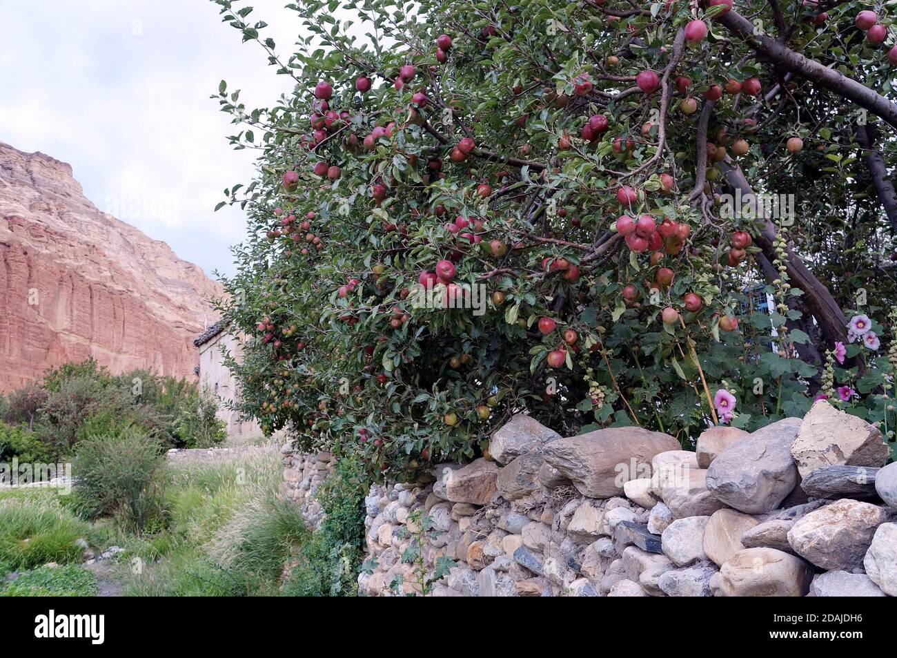 Albero di mele con frutto della maturazione di un muro di pietra sullo sfondo della roccia rossa di Chusang. Nepal, Mustang superiore. Foto Stock