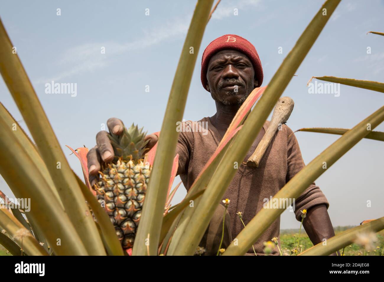 Selingue, Mali, 26 aprile 2015; Kenekoubo Dolo, 50 ha coltivato l'ananas negli ultimi 5 anni. Si tratta di una buona impresa – attualmente cresce 50 frutti per stagione, con due stagioni all'anno. Poi vende ogni frutto per 750 a 1,000 CFA. Ci sono alcuni vincoli – piantare più piante si sacrifica il frutto. Ci sono anche due varietà di frutta, una di qualità più povera dell'altra. Cresce anche papaia che è un buon raccolto anche se ha bisogno di insetticida che è costoso. Gradirebbe i consigli degli extension worker ma non ha mai ricevuto o visto nella zona. Foto Stock