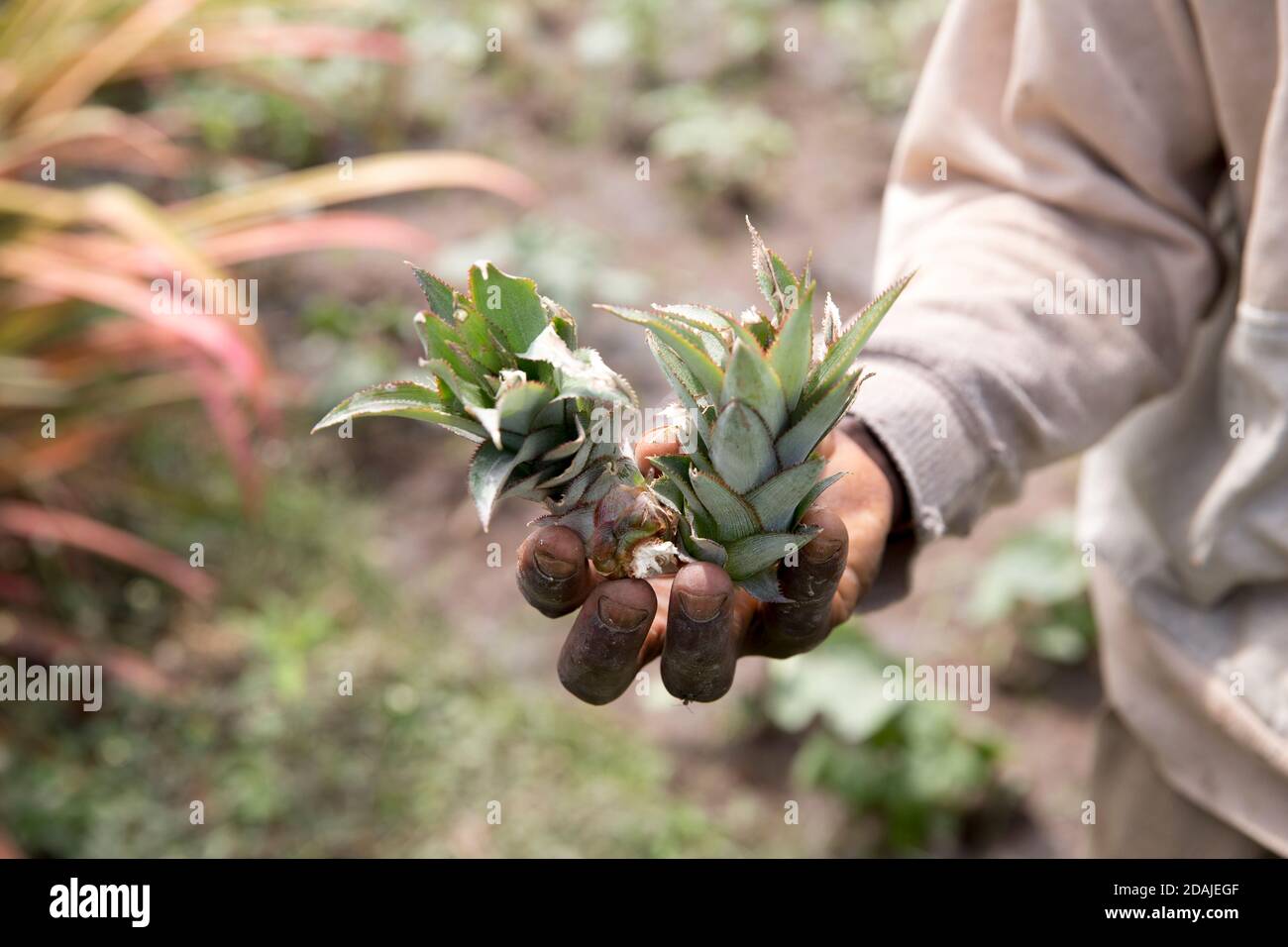 Selingue, Mali, 26 aprile 2015; Kenekoubo Dolo, 50 ha coltivato l'ananas negli ultimi 5 anni. Si tratta di una buona impresa – attualmente cresce 50 frutti per stagione, con due stagioni all'anno. Poi vende ogni frutto per 750 a 1,000 CFA. Ci sono alcuni vincoli – piantare più piante si sacrifica il frutto. Ci sono anche due varietà di frutta, una di qualità più povera dell'altra. Cresce anche papaia che è un buon raccolto anche se ha bisogno di insetticida che è costoso. Gradirebbe i consigli degli extension worker ma non ha mai ricevuto o visto nella zona. Foto Stock