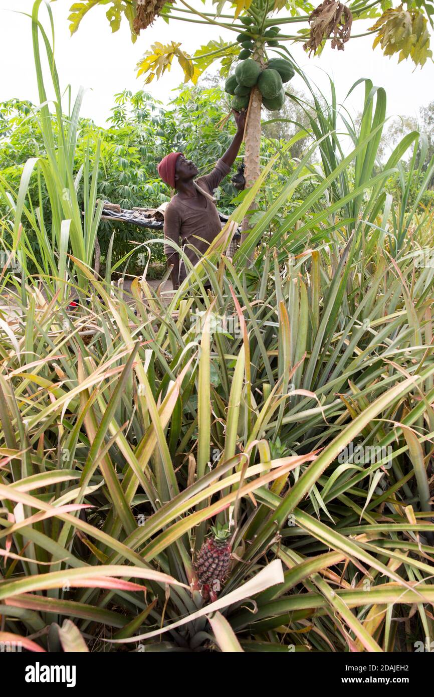Selingue, Mali, 26 aprile 2015; Kenekoubo Dolo, 50 ha coltivato l'ananas negli ultimi 5 anni. Si tratta di una buona impresa – attualmente cresce 50 frutti per stagione, con due stagioni all'anno. Poi vende ogni frutto per 750 a 1,000 CFA. Ci sono alcuni vincoli – piantare più piante si sacrifica il frutto. Ci sono anche due varietà di frutta, una di qualità più povera dell'altra. Cresce anche papaia che è un buon raccolto anche se ha bisogno di insetticida che è costoso. Gradirebbe i consigli degli extension worker ma non ha mai ricevuto o visto nella zona. Foto Stock