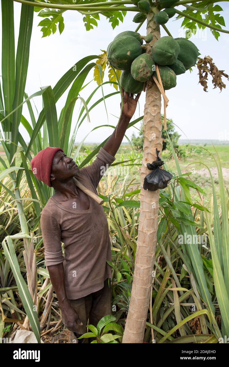 Selingue, Mali, 26 aprile 2015; Kenekoubo Dolo, 50 ha coltivato l'ananas negli ultimi 5 anni. Si tratta di una buona impresa – attualmente cresce 50 frutti per stagione, con due stagioni all'anno. Poi vende ogni frutto per 750 a 1,000 CFA. Ci sono alcuni vincoli – piantare più piante si sacrifica il frutto. Ci sono anche due varietà di frutta, una di qualità più povera dell'altra. Cresce anche papaia che è un buon raccolto anche se ha bisogno di insetticida che è costoso. Gradirebbe i consigli degli extension worker ma non ha mai ricevuto o visto nella zona. Foto Stock