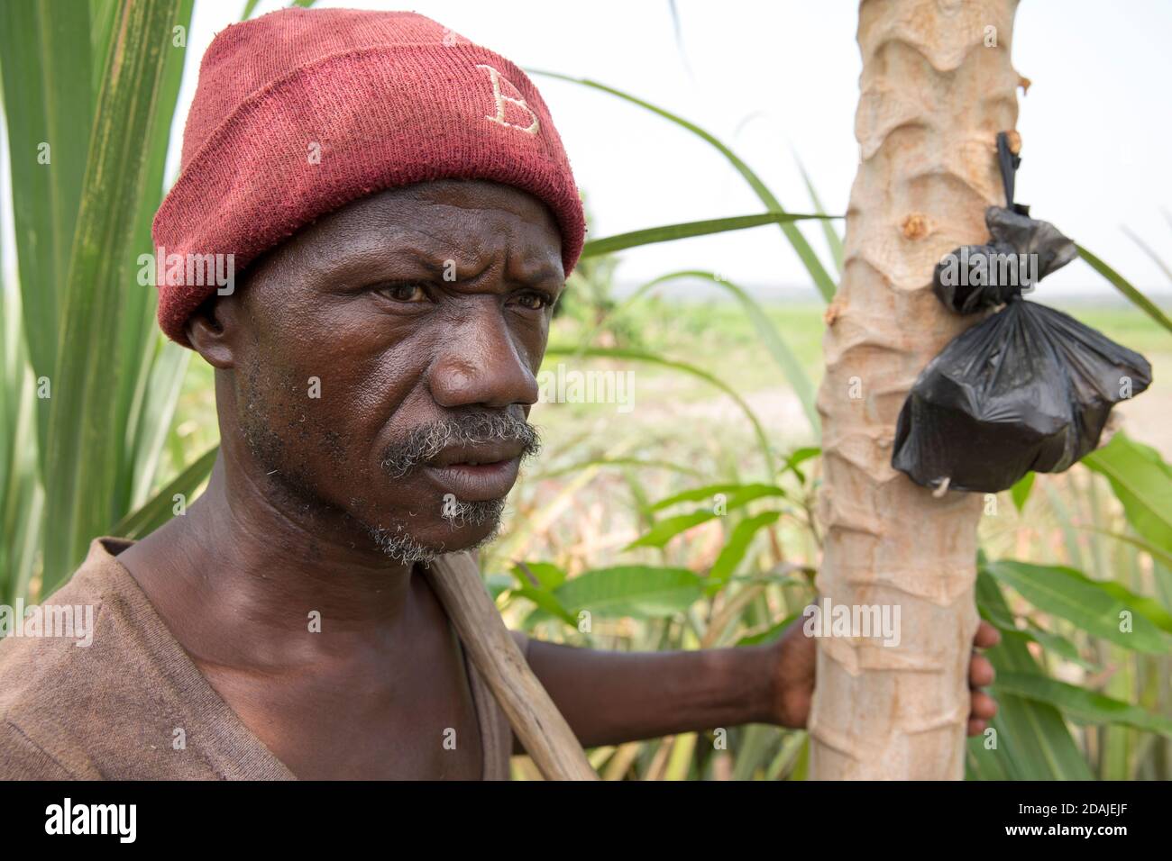Selingue, Mali, 26 aprile 2015; Kenekoubo Dolo, 50 ha coltivato l'ananas negli ultimi 5 anni. Si tratta di una buona impresa – attualmente cresce 50 frutti per stagione, con due stagioni all'anno. Poi vende ogni frutto per 750 a 1,000 CFA. Ci sono alcuni vincoli – piantare più piante si sacrifica il frutto. Ci sono anche due varietà di frutta, una di qualità più povera dell'altra. Cresce anche papaia che è un buon raccolto anche se ha bisogno di insetticida che è costoso. Gradirebbe i consigli degli extension worker ma non ha mai ricevuto o visto nella zona. Foto Stock
