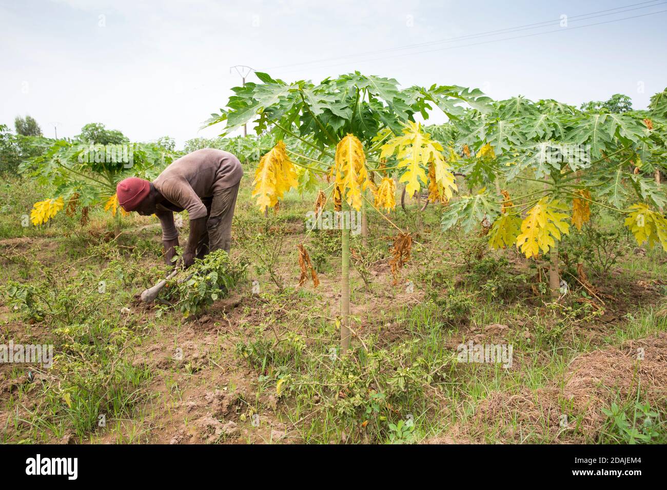 Selingue, Mali, 26 aprile 2015; Kenekoubo Dolo, 50 ha coltivato l'ananas negli ultimi 5 anni. Si tratta di una buona impresa – attualmente cresce 50 frutti per stagione, con due stagioni all'anno. Poi vende ogni frutto per 750 a 1,000 CFA. Ci sono alcuni vincoli – piantare più piante si sacrifica il frutto. Ci sono anche due varietà di frutta, una di qualità più povera dell'altra. Cresce anche papaia che è un buon raccolto anche se ha bisogno di insetticida che è costoso. Gradirebbe i consigli degli extension worker ma non ha mai ricevuto o visto nella zona. Foto Stock