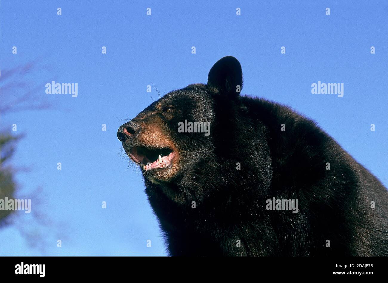 ORSO NERO AMERICANO URSUS AMERICANUS, RITRATTO DI ADULTO A BOCCA APERTA, CANADA Foto Stock