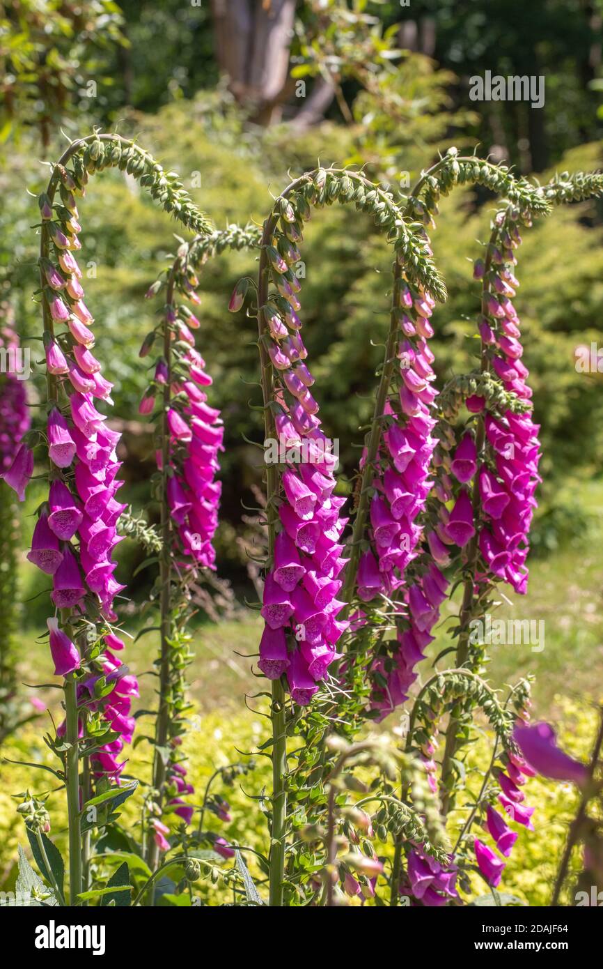 Foxglove (Digitalis purpurea). Gambi di fiori. Fila di steli da fiore, fianco a fianco. Alto pesante. Giardino selvaggio, seme seminato permesso. Giardinaggio con la natura. Foto Stock