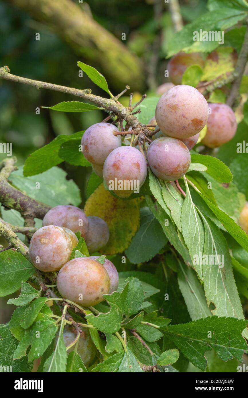 Prunus cerasifera (prunus cerasifera). Coltivato in Europa da 400 anni. Naturalizzato nel Regno Unito. Trovato che cresce in hedgerows. Norfolk. Anglia orientale Foto Stock