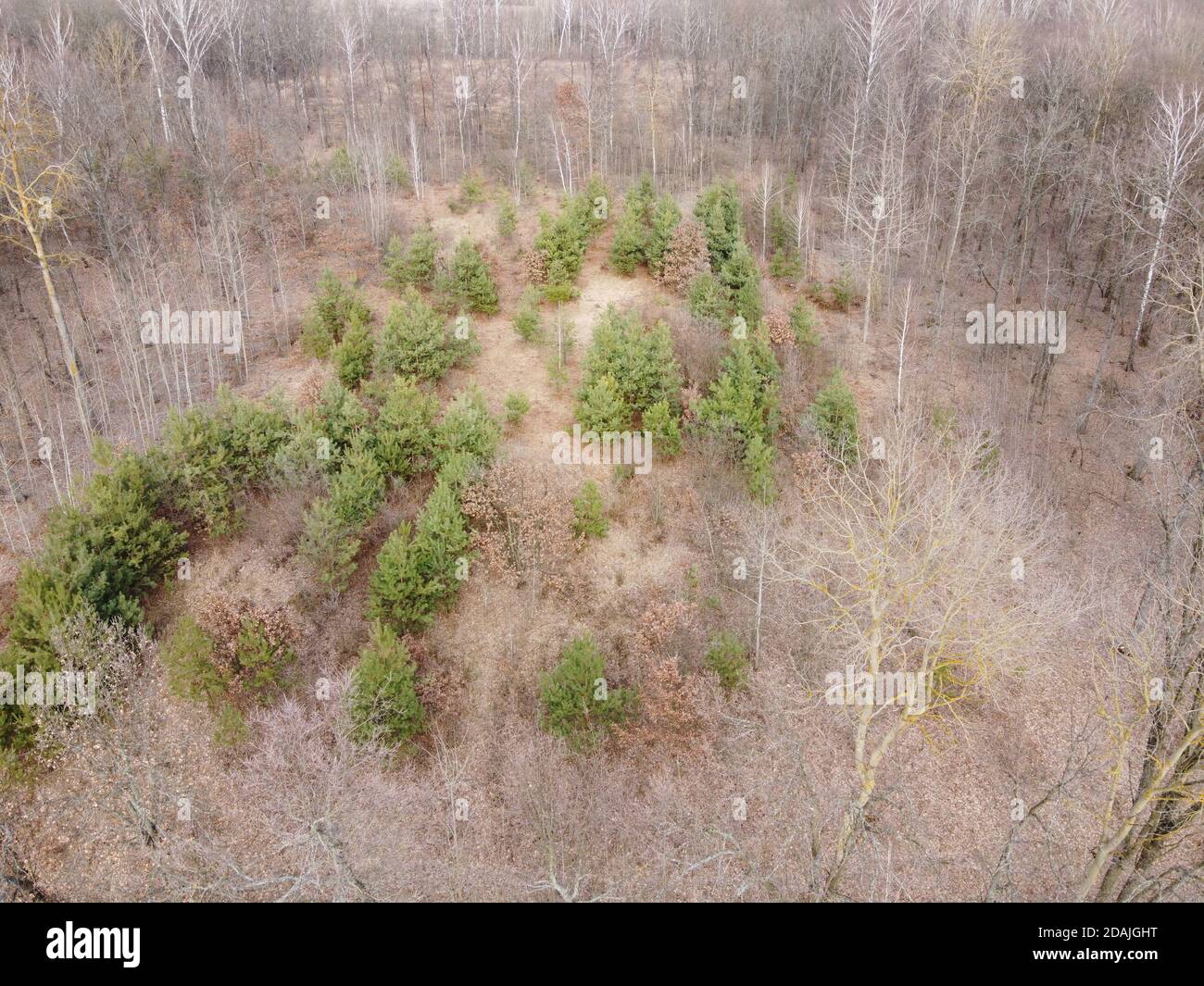 Giovani pini circondati da alberi senza frondoli nella foresta, vista aerea. Foresta primaverile. Foto Stock