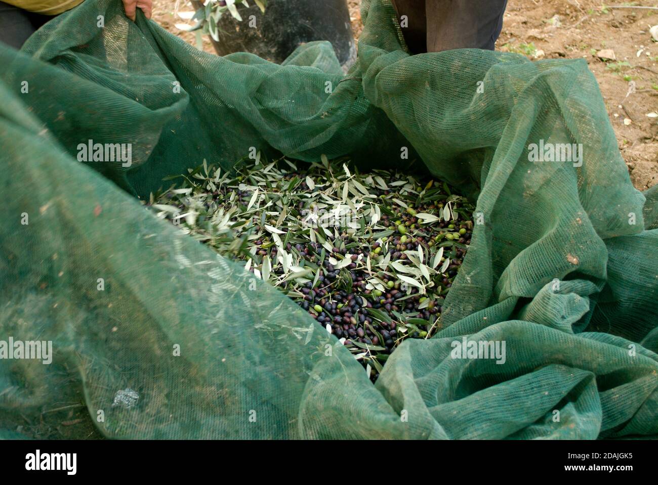 Raccolta di olive fresche in reti verdi da agricoltori in Un campo di olivo in Italia per la produzione di olio d'oliva vergine Foto Stock