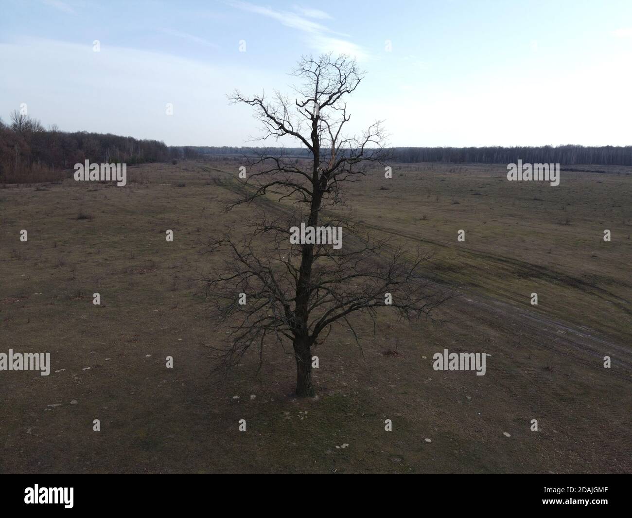 Un albero spooky in un campo in serata, vista aerea. Pera selvatica. Foto Stock