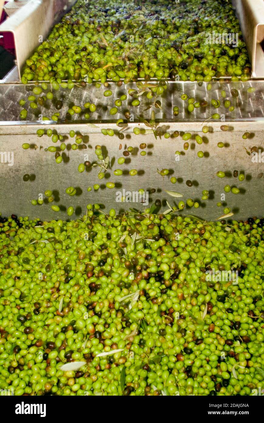 Produzione a freddo di olio d'oliva vergine, lavaggio delle olive prima della  spremitura in un frantoio in Italia Foto stock - Alamy