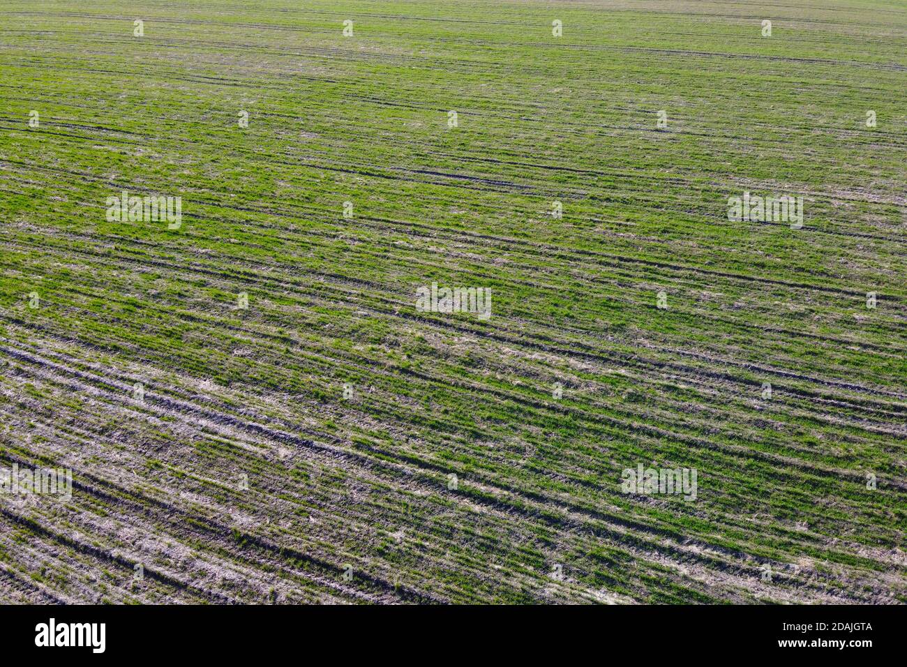 Germogli di cereali su un campo agricolo, vista aerea. Germogli nel campo come sfondo. Foto Stock