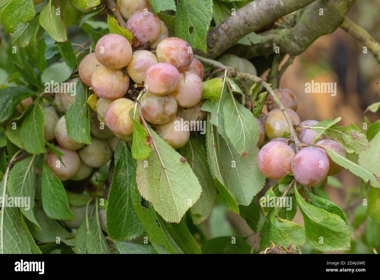 Prunus cerasifera (prunus cerasifera). Coltivato in Europa da 400 anni. Naturalizzato nel Regno Unito. Trovato che cresce in hedgerows. Norfolk. Anglia orientale Foto Stock