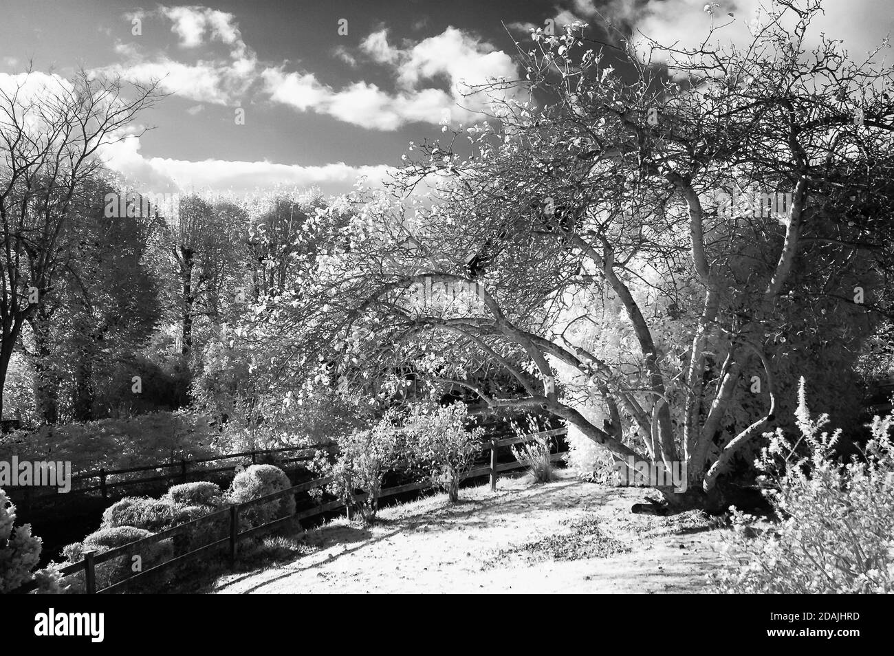 Tiro a infrarossi di un giardino di campagna. Foto Stock