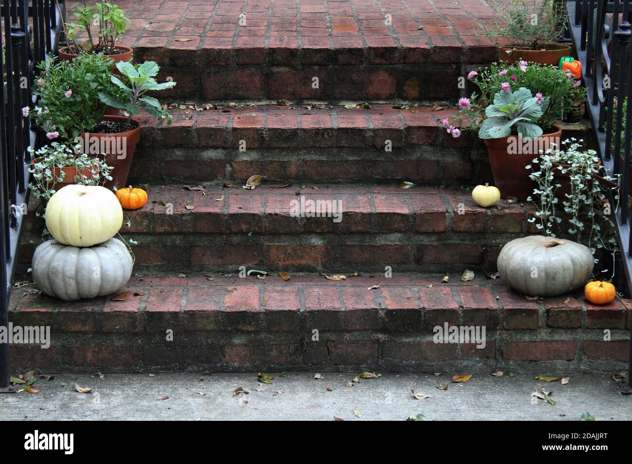 Questi vecchi gradini di mattoni rossi sono decorati con zucche e zucche di Heirloom organici con succulenti e altre piante in vaso. Foto Stock