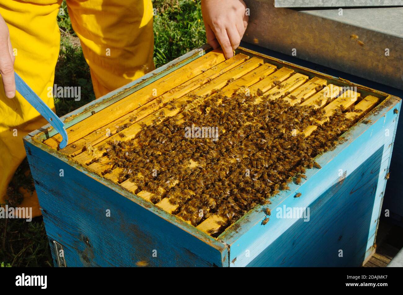 un apicoltore controlla i suoi alveari per vedere se le api hanno prodotto miele Foto Stock