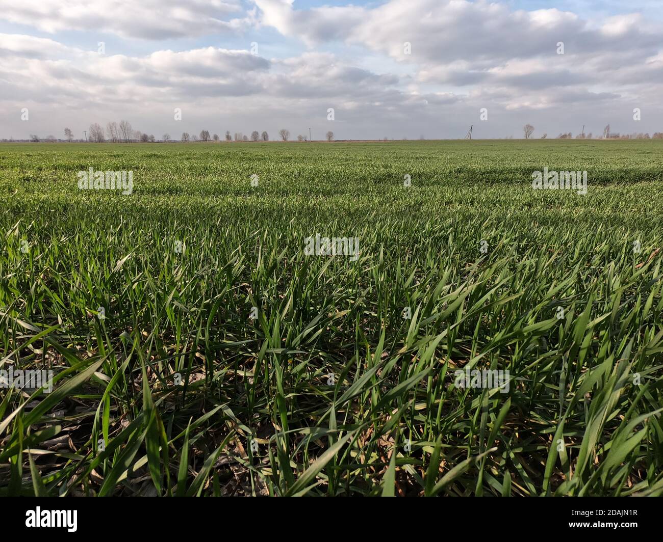 Germogli verdi di grano contro il cielo blu. Foto Stock