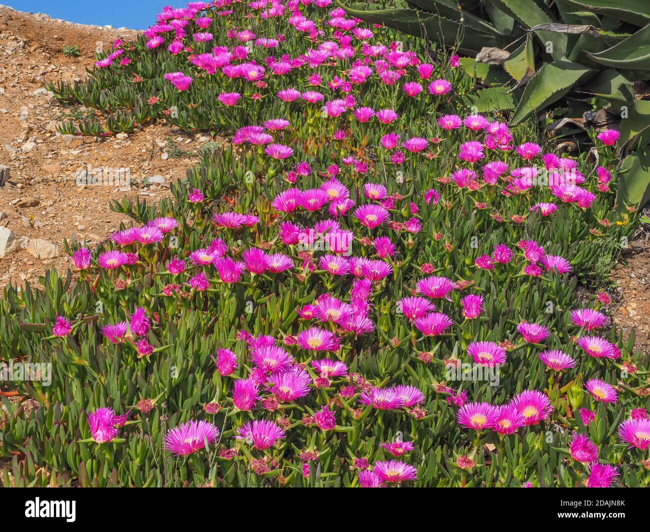 Sfondo floreale. Campo di fiori rosa di fico di mare fiorito. Carpobrotus chilensis, pianta macinata con foglie succulente della famiglia Aizoaceae. Foto Stock