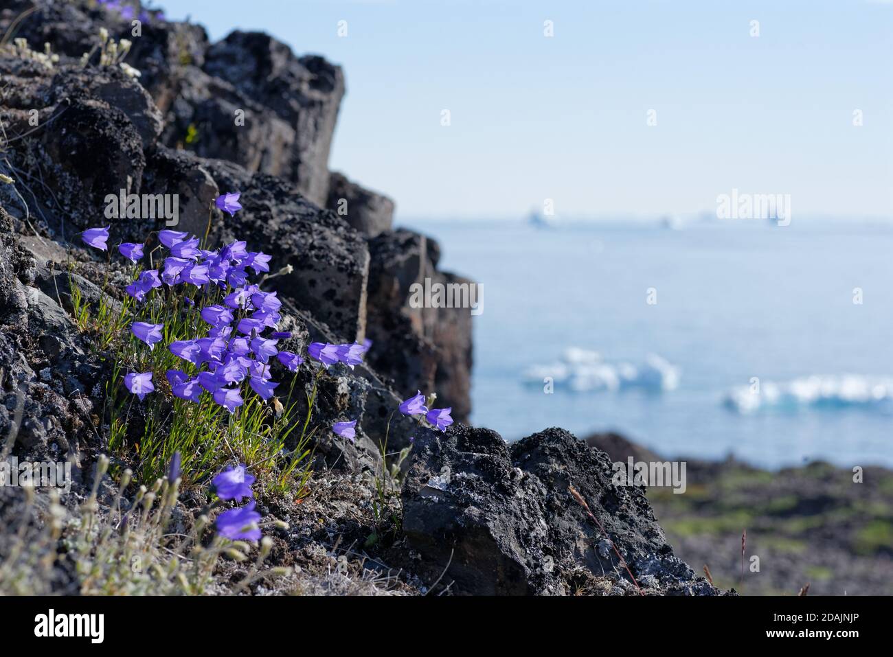 Harebell in Groenlandia Foto Stock