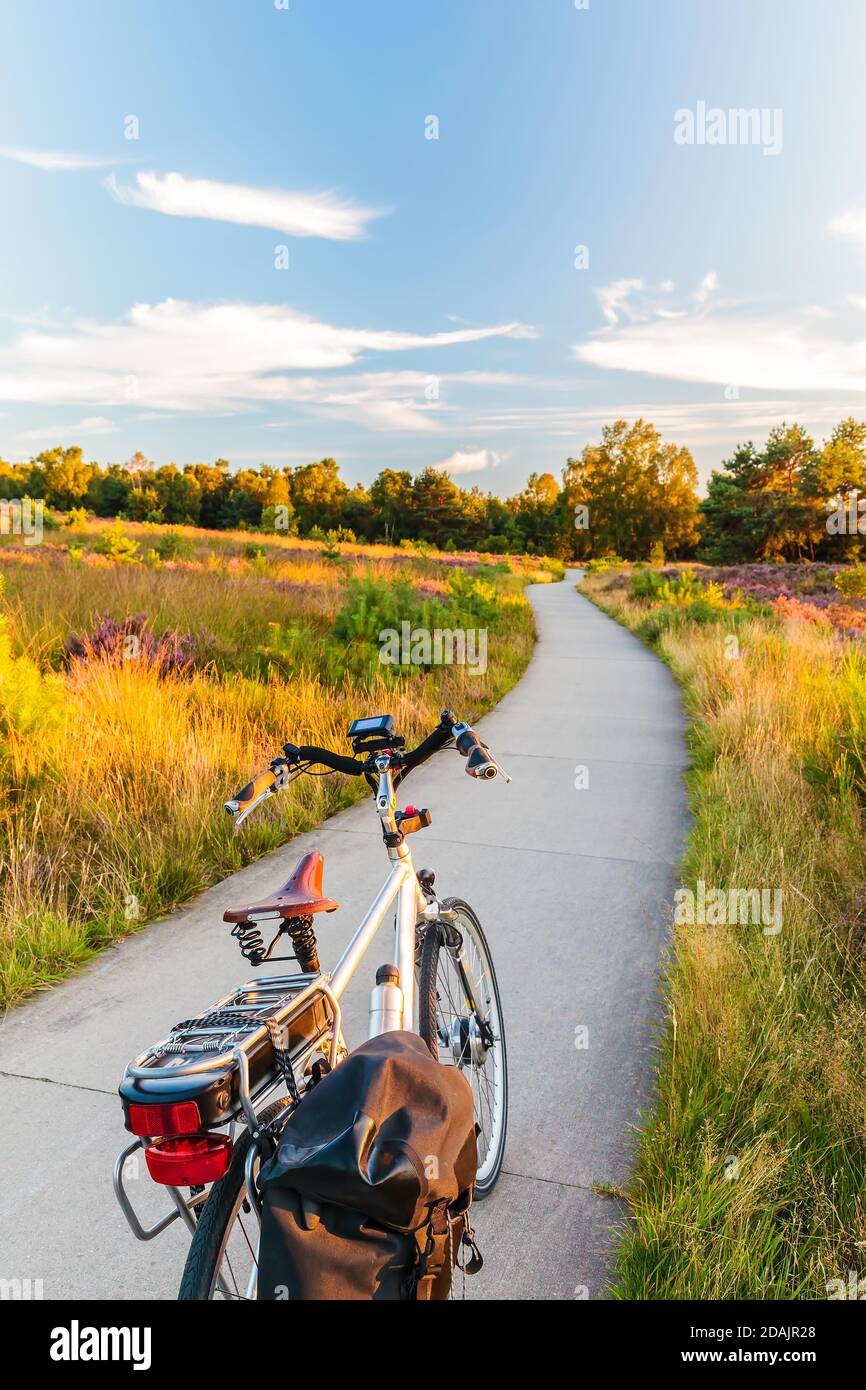 Bicicletta elettrica nel parco nazionale olandese il Veluwe con la fioritura di brughiera, i Paesi Bassi Foto Stock
