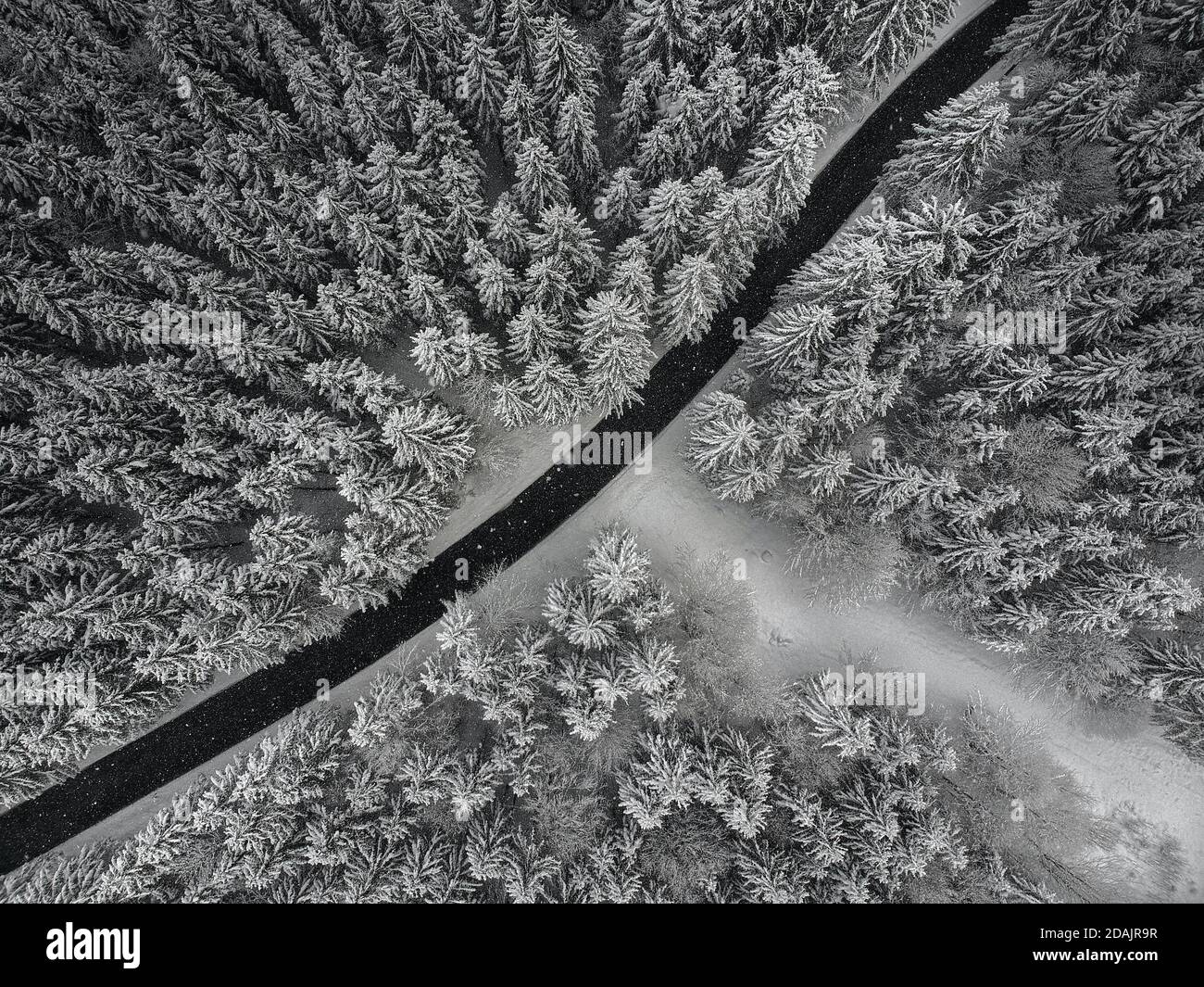 Un sentiero nel mezzo di una foresta di alberi innevati Foto Stock