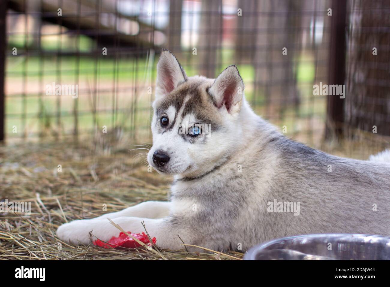 Primo piano di cuccioli di cane Husky che sono in una gabbia e. guardare Foto Stock