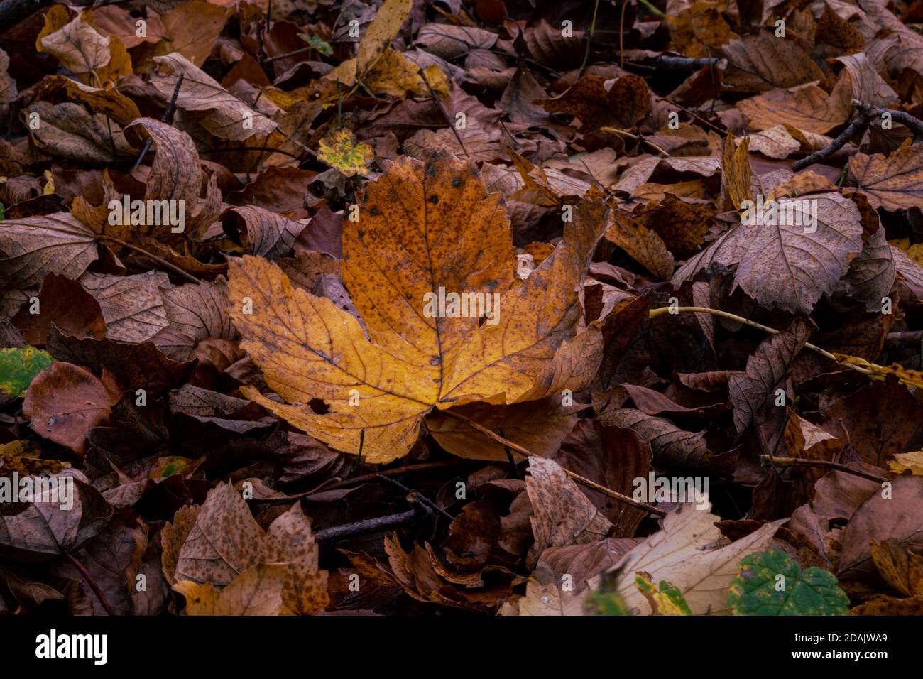 Una foto in primo piano di un autunno marrone foglie in una foresta di faggio europea. Foto della contea di Scania, Svezia meridionale Foto Stock