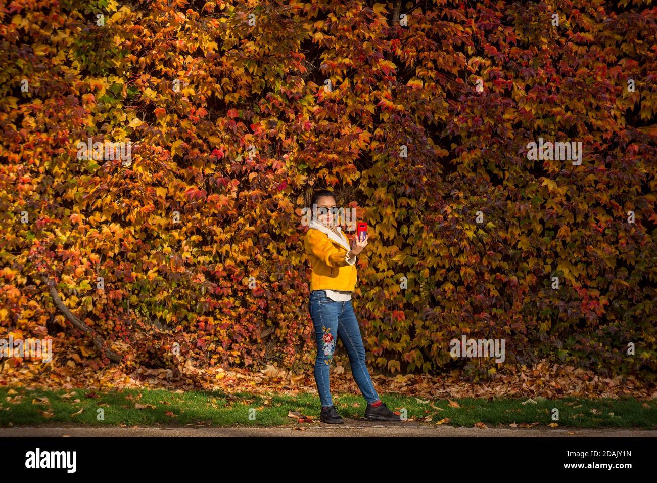 Londra, Regno Unito. 13 novembre 2020. UK Weather - UNA donna prende un selfie di fronte alla colorata esposizione del Virginia Creeper che copre il muro della Cittadella dell'Ammiragliato, un'ex fortezza della seconda Guerra Mondiale, nella Horse Guards Parade adiacente al St. James's Park. Credit: Stephen Chung / Alamy Live News Foto Stock