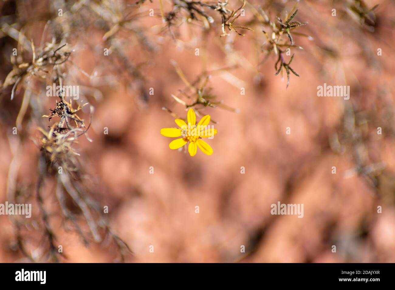 Tipica flora desertica nella regione di Sedona, Arizona Foto Stock