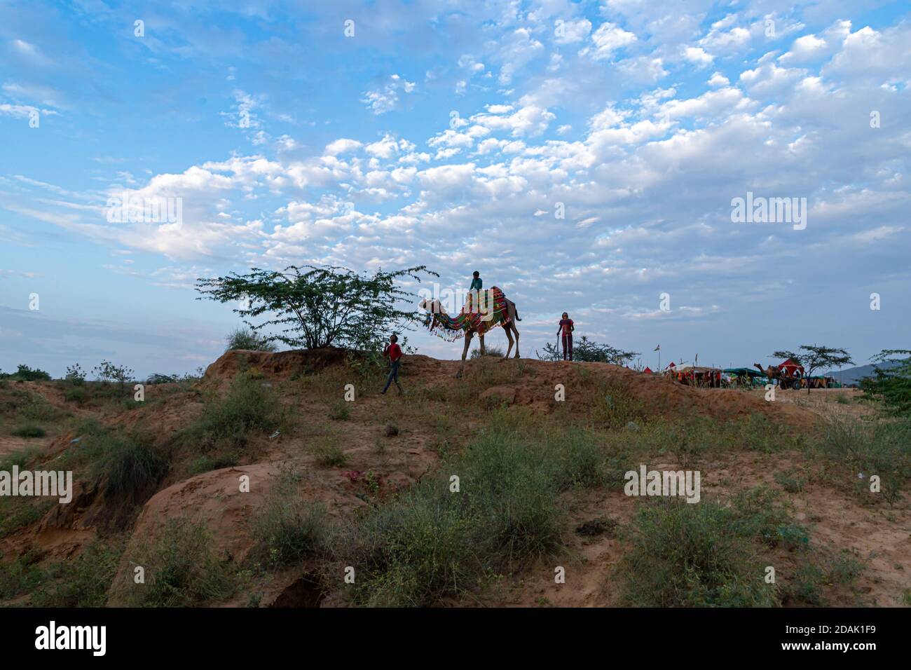 il cammello e il cielo blu drammatico a pushkar. Foto Stock