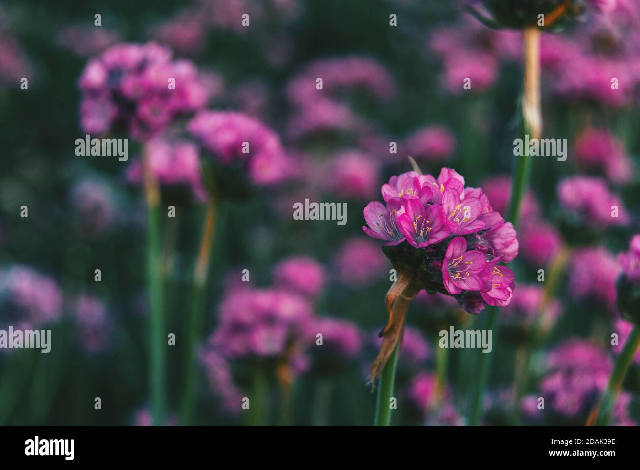 Primo piano di alcuni minuscoli fiori rosa di armeria maritima la natura Foto Stock