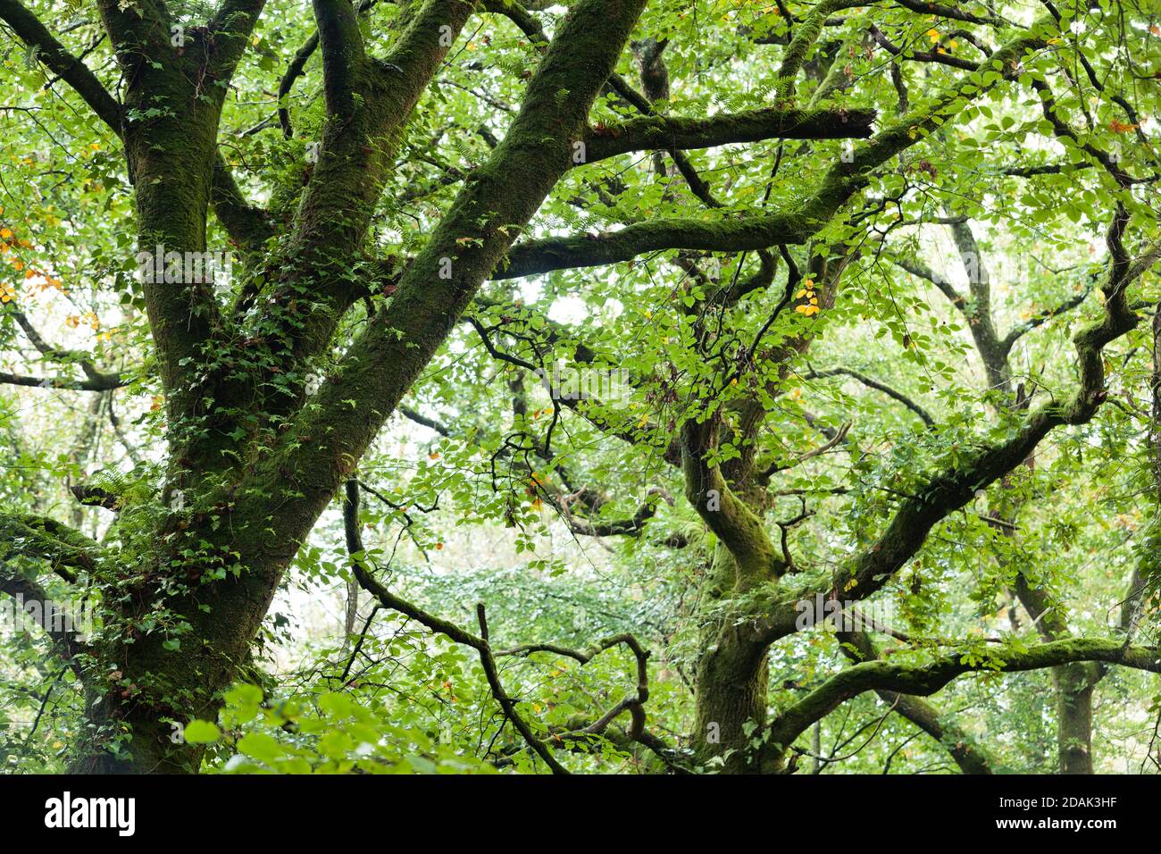 Baumkrone im Wald auf der Cotentin Halbinsel Normandie Frankreich. Foto Stock