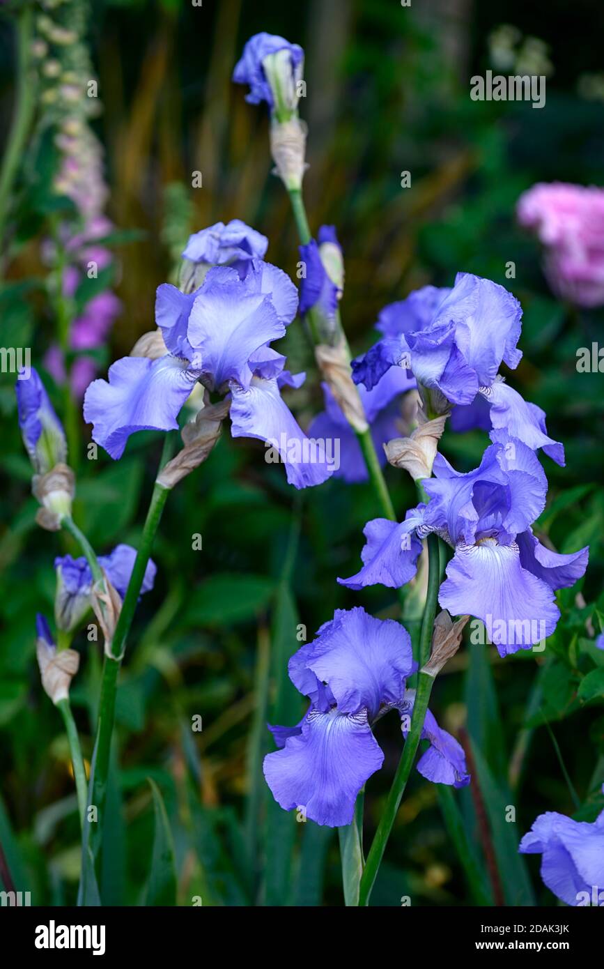 Blue Bearded Iris,Iris germanica,German Iris, Rhizomatous,cielo blu fiori,fiore,fioritura,giardino,giardini,RM Floral Foto Stock