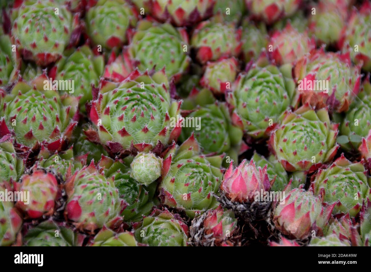 Houseleek Sempervivum 'Green Dragon' pianta coltivata nella Casa Alpina a RHS Garden Harlow Carr, Harrogate, Yorkshire, Inghilterra, Regno Unito. Foto Stock