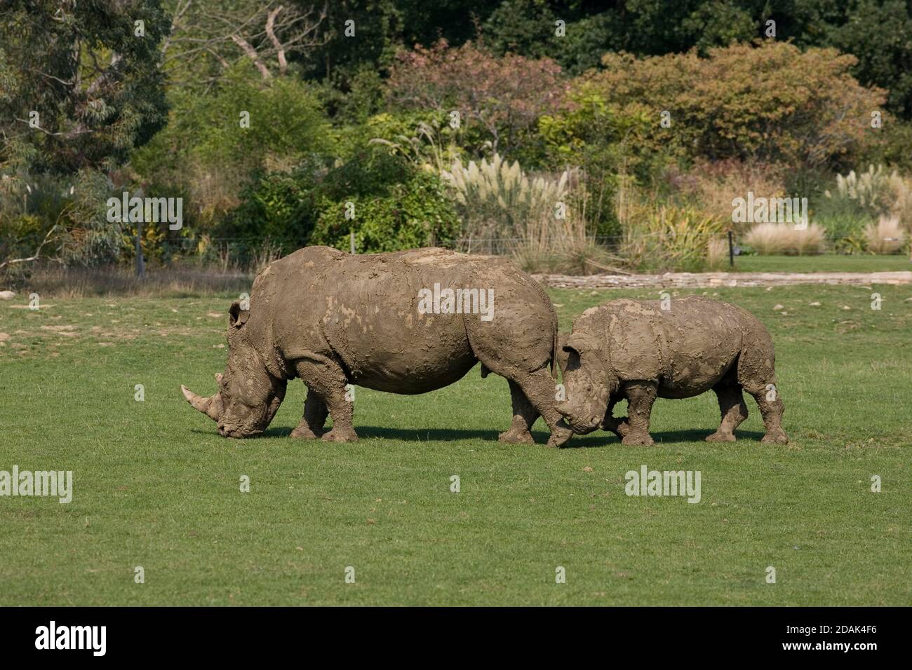 Rinoceronte bianco e vitello per adulti al parco Cotswold Wildlie Foto Stock