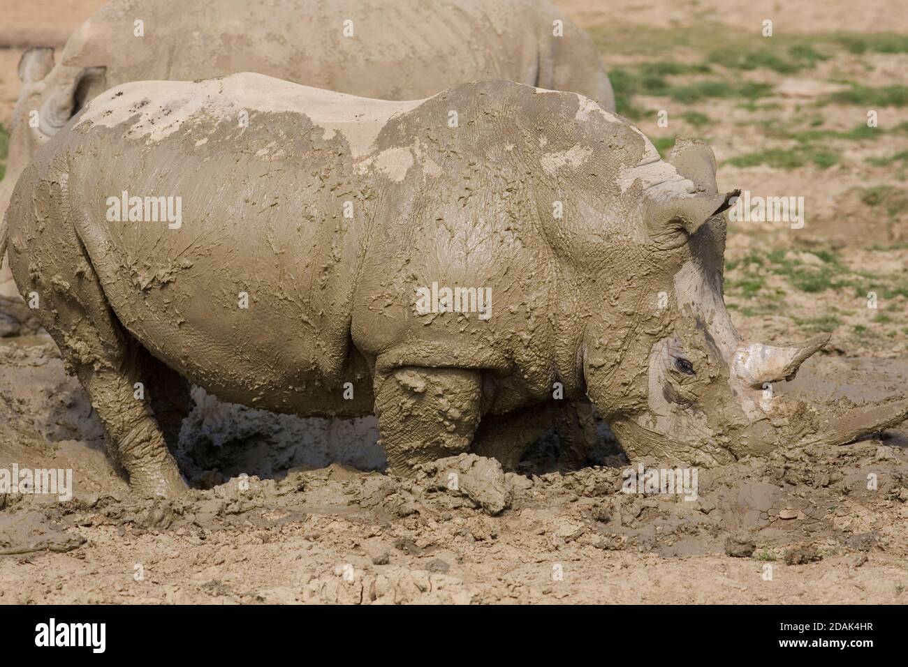 Rinoceronte bianco rivestito di fango con compagno più pulito su un caldo Giornata estiva al Cotswold Wildlife Park Foto Stock