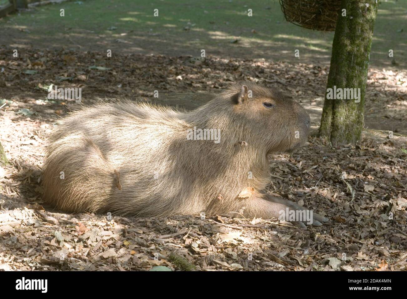 Capybara sul letto di foglie cadute al parco naturale Cotswold Foto Stock