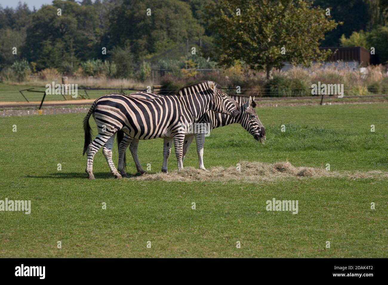 Un paio di zebra di Chapman da mucchio di fieno loro Si mangia nel loro paddock al Cotswold Wildlife Park Foto Stock