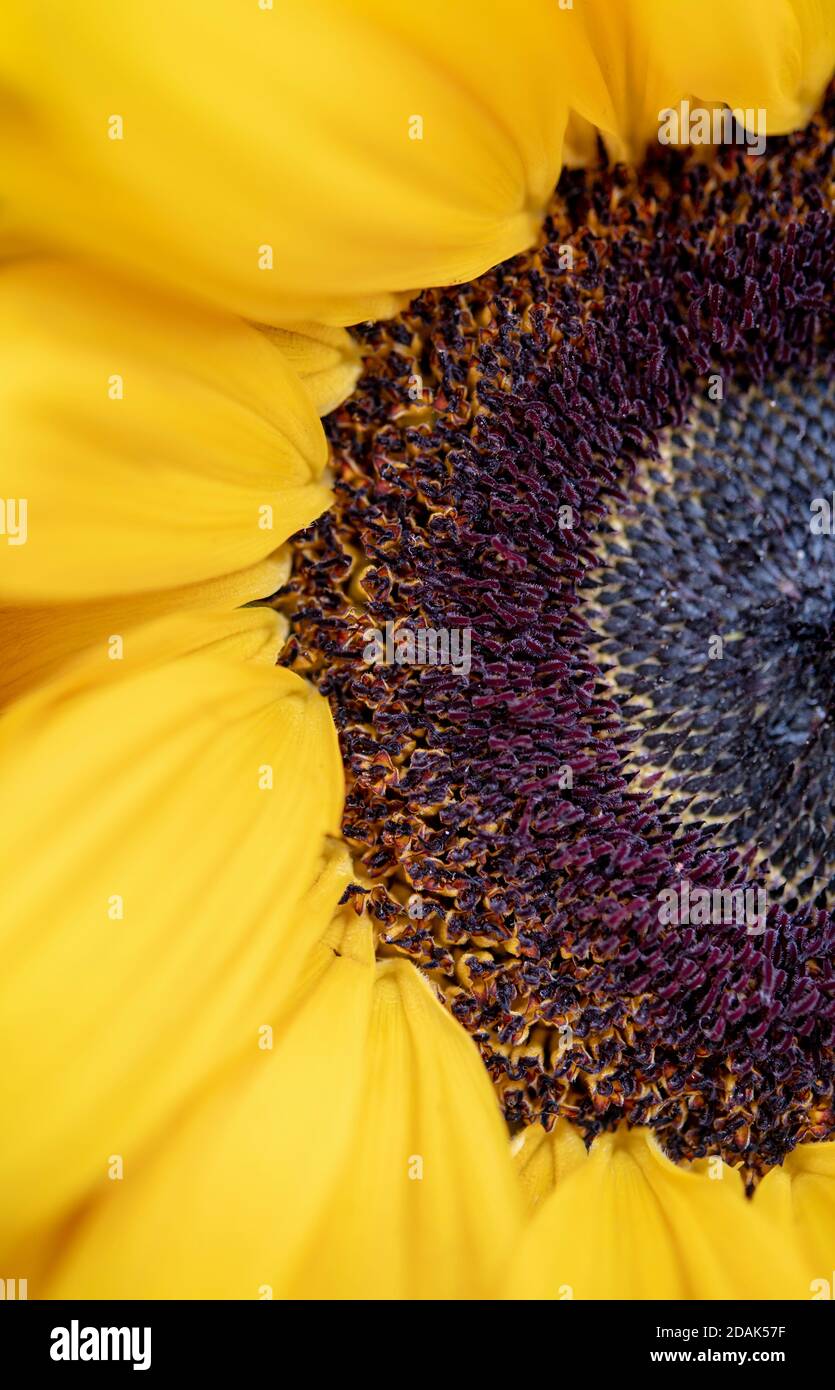 Close-up di un girasole Foto Stock