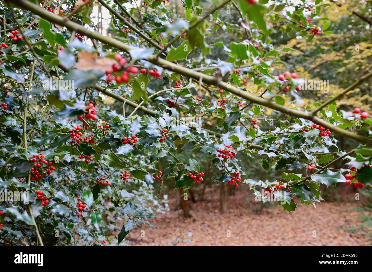 le bacche e le foglie di agrifoglio crescono nel bosco delle regine a nord di londra haringey inghilterra Regno Unito Foto Stock